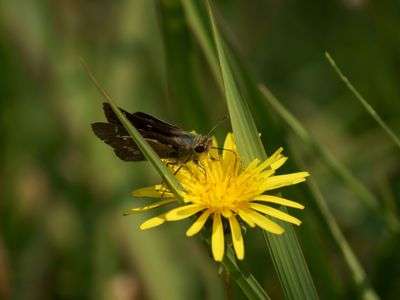 お食事中失礼します
