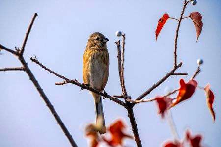 ナンキンハゼとベニマシコ