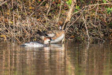 湾処のミコアイサ