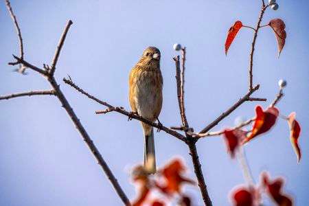 ナンキンハゼのベニマシコ
