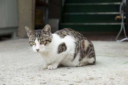 ニャンか用かよぉ~