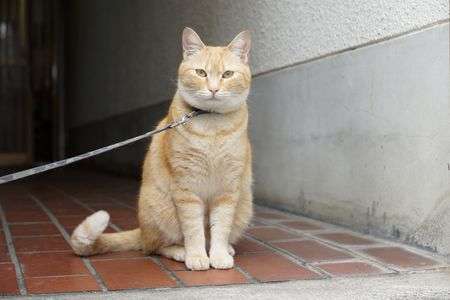 ニャンか用でしょうか