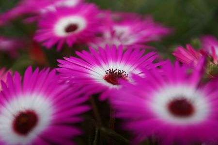 なんの花ですか？