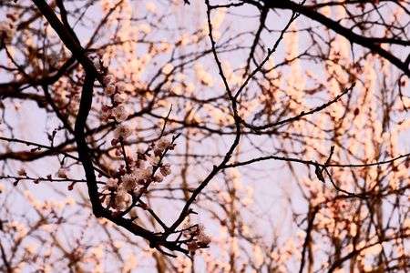 桜サクラサク。実は杏です