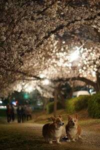 夜桜