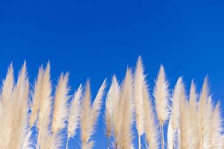 猫が飛びつきます