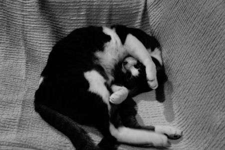 ねこはソファーで丸くなる