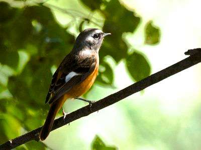 ジョウビタキ（オス）