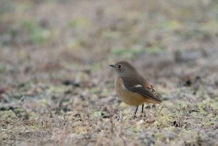 あけましてジョウビタキ
