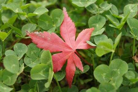 クローバに添い寝