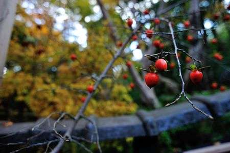 ちっちゃい柿？