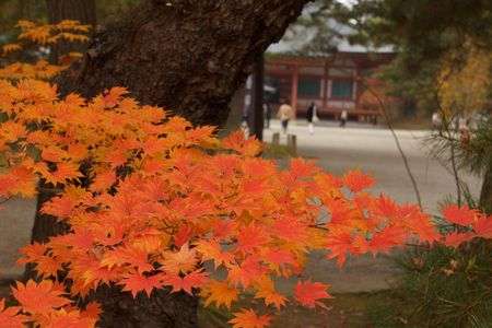 毛越寺（紅葉）