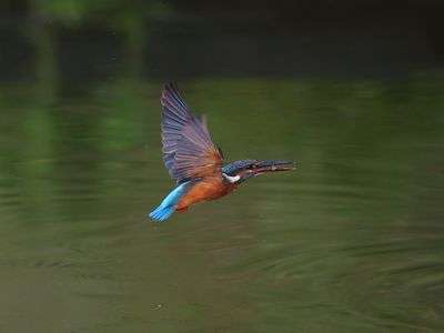 カワセミ　（久々です）