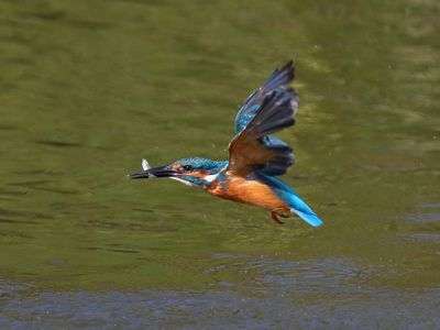 カワセミさん　羽が傷んでますね。