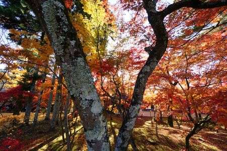 永観堂　紅葉