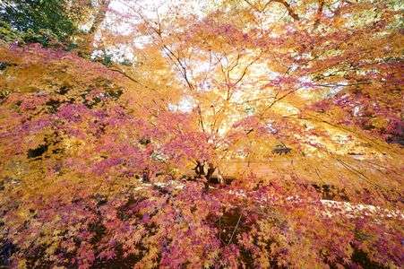 京都紅葉