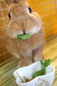 モグモグ・タイムでしゅ〜！