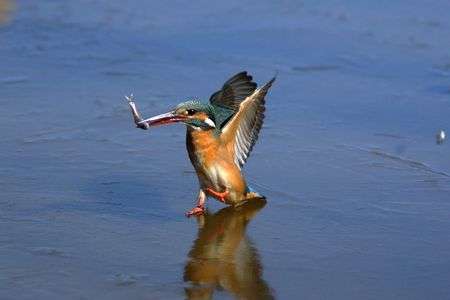 氷上の　カワセミ　