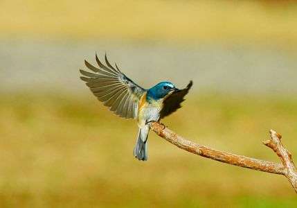 羽ばたけ　ルリビタキ