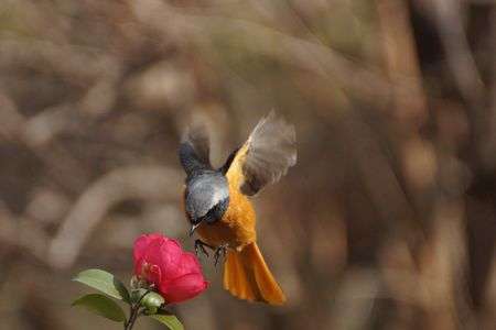 大阪城梅林のジョウビタキくん♪ 2