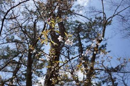山桜