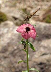 僕だってかっこいいでしょ