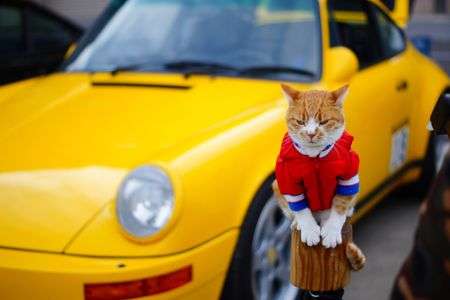 何か用かにゃ？