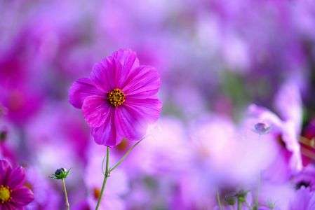 揖保川町馬場のコスモス畑