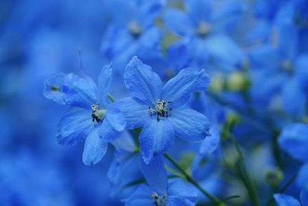 デルフィニウム　’チアブルー’ 