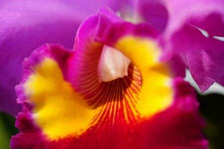 ポチナラ チャーミダス ‘オクトーバー’  