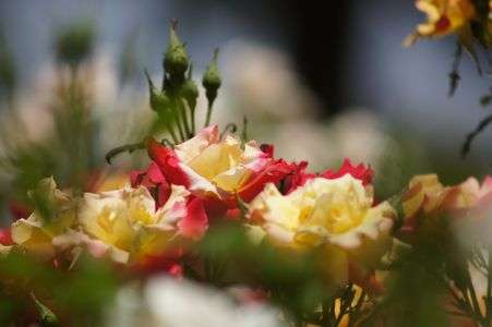 無邪気なチャールストン