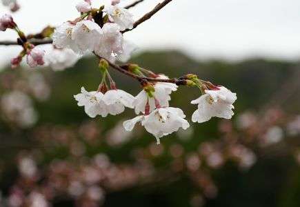 開花を見に雨上がりを待ってダッシュ
