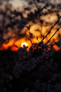 満開まえの夕日。