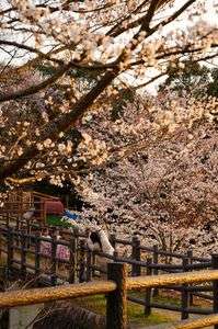 夕日の家族撮影会