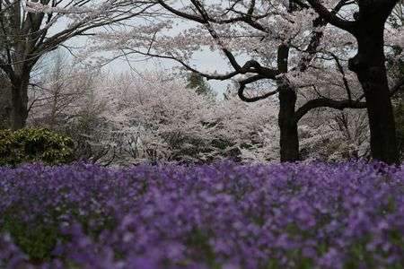2012年昭和記念公園