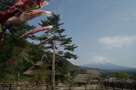 根場の鯉のぼり