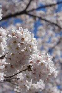 cherry blossoms bowls