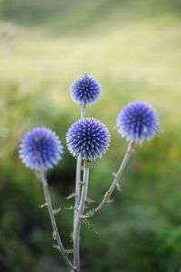 不思議な植物　ヒゴタイ