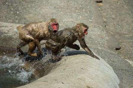 おサルのケンカ
