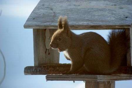野鳥だけではないよ
