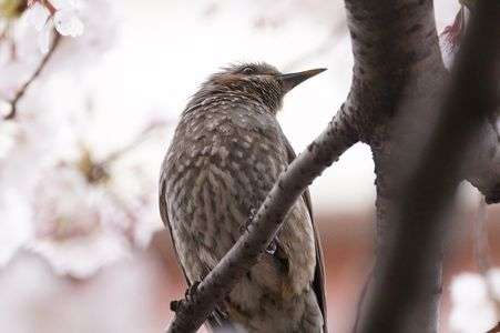 ドヤ顔ヒヨドリ