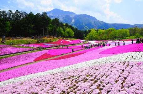 秩父市羊山公園「芝桜」