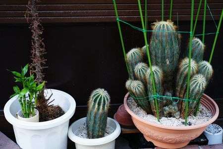 花はまだか？いつなのか