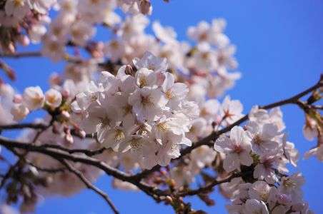 神田川沿いの桜並木