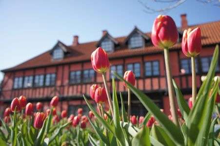 冬のチューリップ