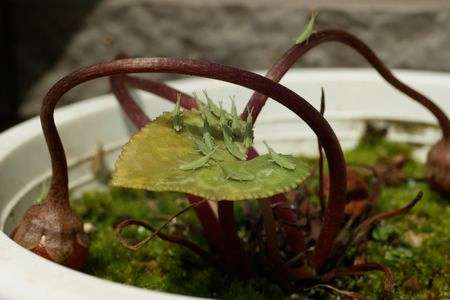 虫のこどもたち