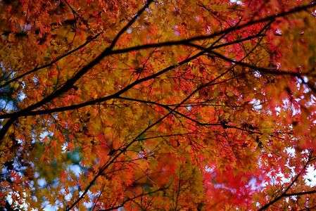 見上げるオレンジ