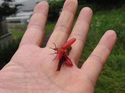 ヒラズゲンセイ