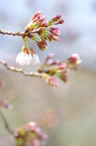 ２０１２年　桜