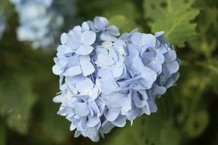 荻窪公園のハート紫陽花